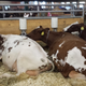 Illustration for article titled Cows at the Fair - Im Famous and Exhausted